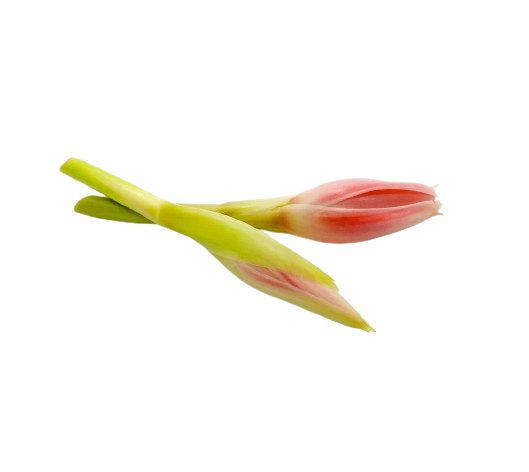 Bunga Kantan \ Torch Ginger 3pcs