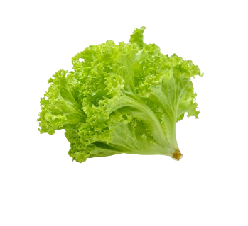 Lettuce Green Coral / Salad Hijau Kerinting 1kg